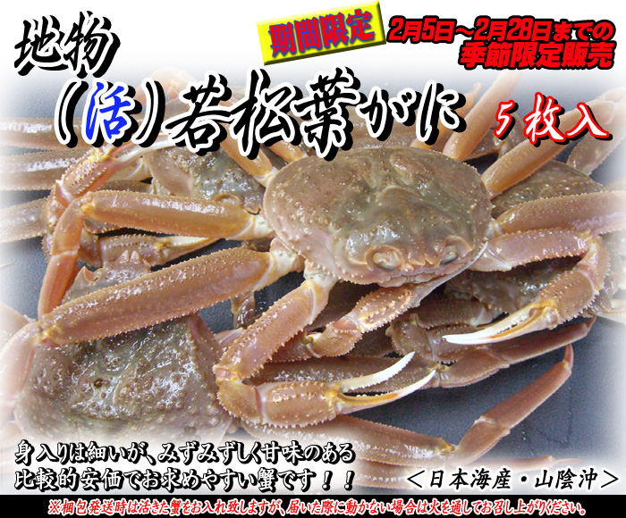 山陰浜坂港発!地物(活)ソフト若松葉がに 5枚<日本海産・山陰沖>