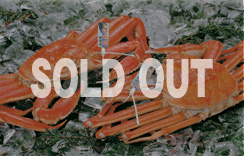 地物（ゆで）松葉蟹（松葉がに）　1枚・2～3枚