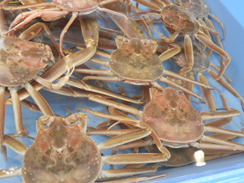 松葉ガニ（メス）せこがに（浜坂産）