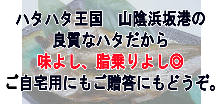 【一夜干しハタハタ】ハタハタ王国　山陰浜坂港の良質なハタだから　味よし、脂乗りよしの◎　ご自宅用にもご贈答用にもどうぞ