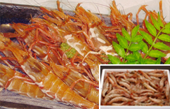 お刺身用 船凍がらえび　約500g　約30～40尾