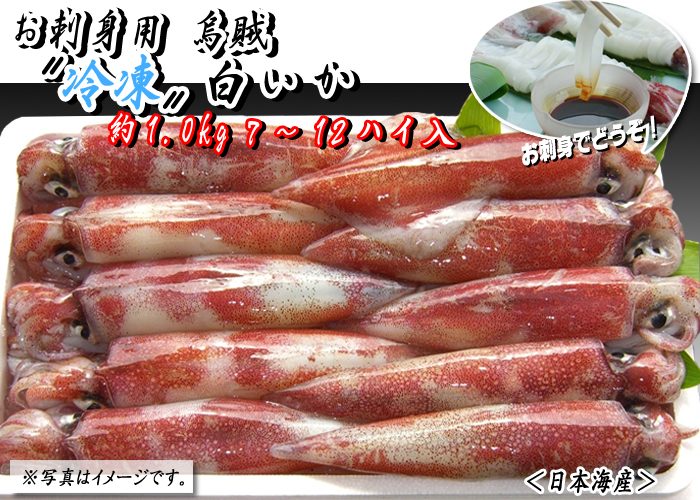 お刺身用烏賊〝冷凍〟白いか　約1.0kg　7～12杯＜日本海産＞