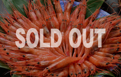 お刺身用海老　船内冷凍甘えび