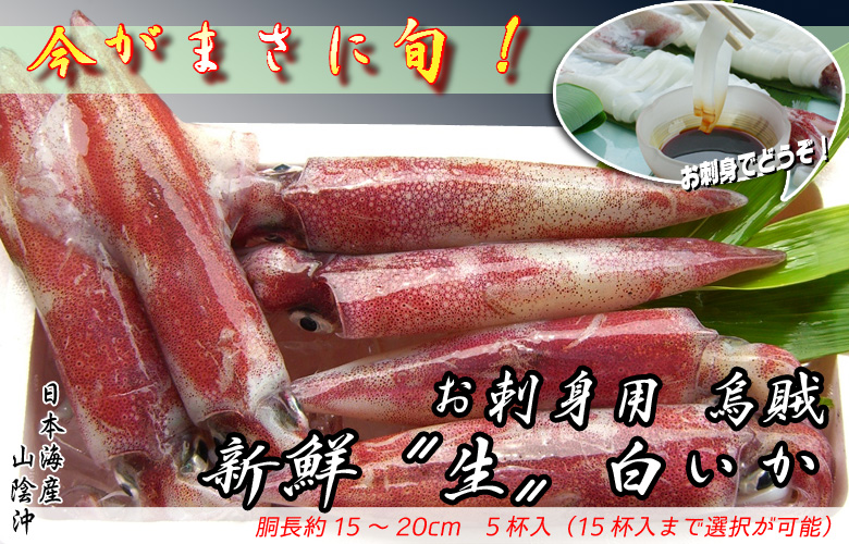 お刺身用烏賊　新鮮〝生〟白いか　胴長約15～20cm　5杯入（15杯入まで選択可）