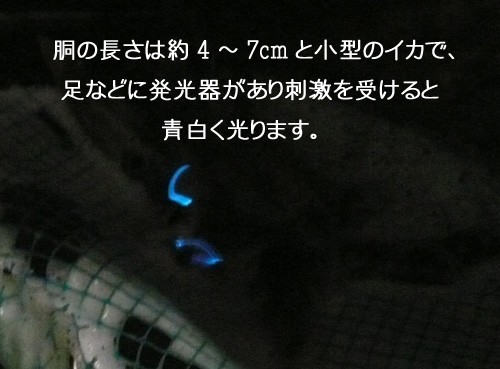 胴の長さは約４～７ｃｍと小型の烏賊で、足などに発行器があり刺激を受けると青白く光ります。