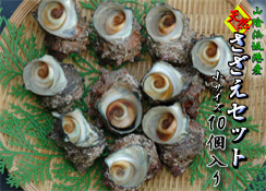 山陰浜坂産　天然さざえ１０個セット＜小サイズ＞【送料無料】