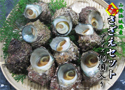 山陰浜坂産　天然さざえ１０個セット＜中サイズ＞【送料無料】