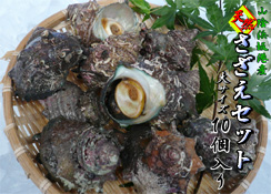 山陰浜坂産　天然さざえ１０個セット＜大サイズ＞【送料無料】