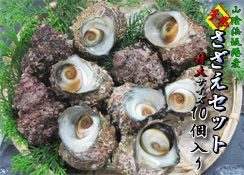 山陰浜坂産　天然さざえ１０個セット＜特大サイズ＞【送料無料】
