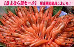 お刺身用 船凍甘えび (大) 約500g 約30～40尾