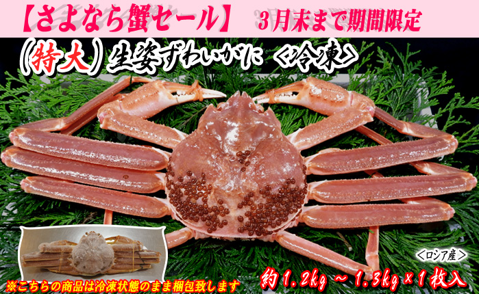 『特大』生姿ずわいがに　1枚入　約1.2～1.3kg 〔冷凍〕＜ロシア産＞