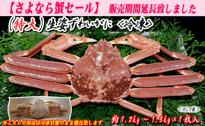 『特大』生姿ずわいがに　1枚入　約1.2～1.3kg 〔冷凍〕＜ロシア産＞