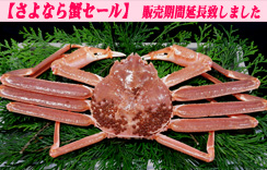 『特大』生姿ずわいがに＜冷凍＞　1枚入　約1.2～1.3kg