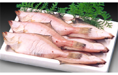山陰一夜干し　干しカレイ　約1.0kg
