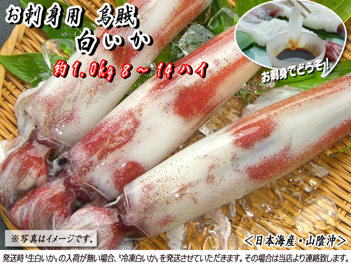 今がまさに旬！　お刺身用烏賊　白いか（「生」もしくは「冷凍」）　約1.0kg（日本海産）