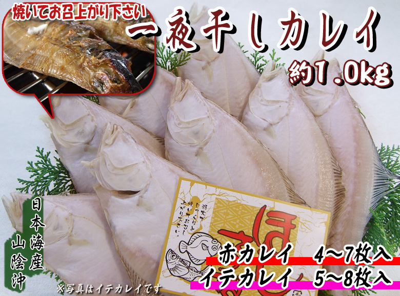 地物　一夜干しカレイ　約1.0kg（赤カレイ　4～7枚・イテカレイ　5～8枚）＜日本海産・山陰沖＞