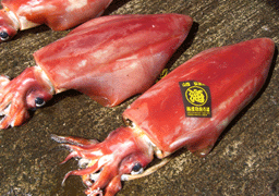 赤イカ（浜坂産）