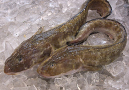ババー（キツネダラ）（浜坂産）