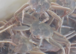 セコがに（松葉がにのメス）（浜坂産）