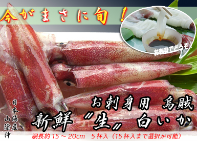 お刺身用烏賊　新鮮（生）白いか　5杯入はコチラから