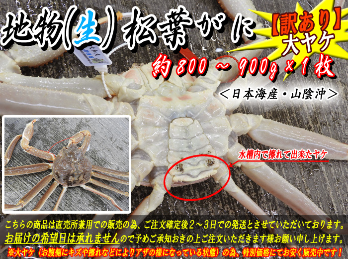 【訳あり】生松葉がに 約800~900g×1枚(大ヤケ)
